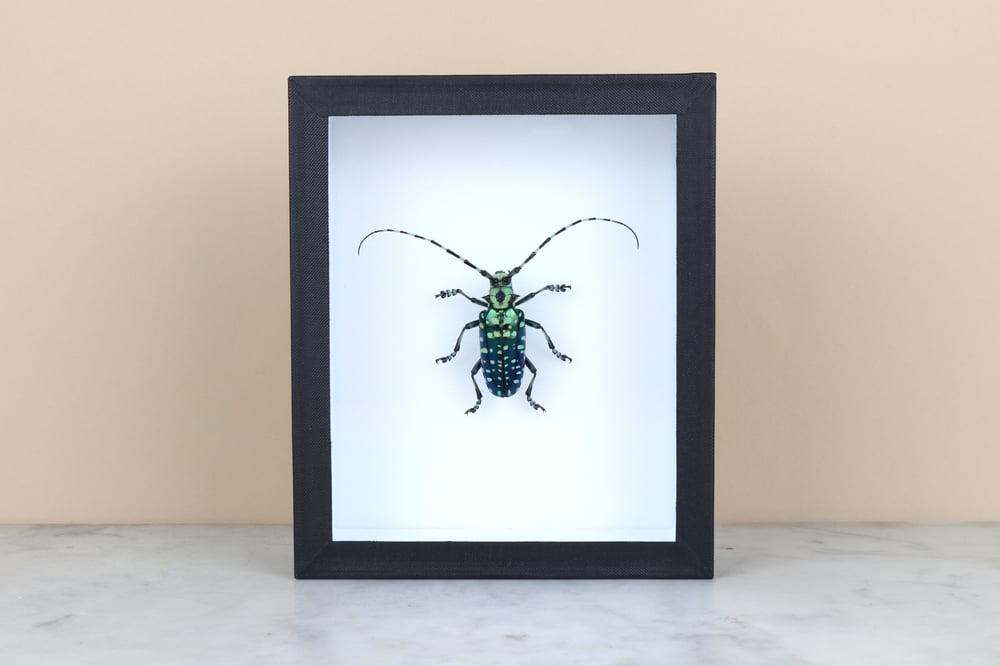 Offers Framed Anoplophora Graafi, Taxidermy and Entomology homedecoration and wall art.